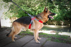 CORALPINA Fiames Dog Harness - Size 11